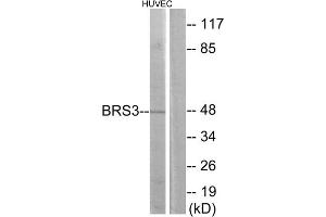 Western blot analysis of extracts from HUVEC cells, using BRS3 antibody. (BRS3 anticorps  (Internal Region))