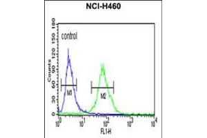 Flow cytometric analysis of NCI-H460 cells (right histogram) compared to a negative control cell (left histogram). (Gc (AA 337-365) anticorps)