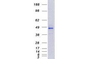 Validation with Western Blot