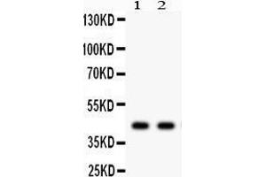 Anti- SGCA Picoband antibody, Western blotting All lanes: Anti SGCA  at 0. (SGCA anticorps  (AA 24-387))