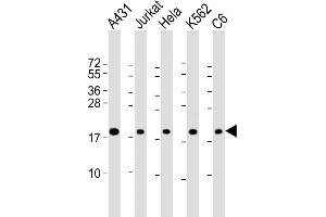 All lanes : Anti-RPS10 Antibody (Center) at 1:2000 dilution Lane 1: A431 whole cell lysate Lane 2: Jurkat whole cell lysate Lane 3: Hela whole cell lysate Lane 4: K562 whole cell lysate Lane 5: C6 whole cell lysate Lysates/proteins at 20 μg per lane. (RPS10 anticorps  (AA 78-110))