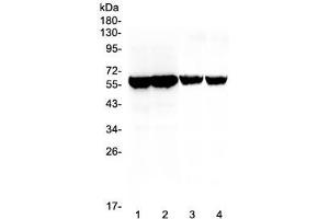 Western blot testing of different lots of mouse testis lysate (lanes 1, 2) and rat testis lysate (lanes 3, 4) with Cyp17a1 antibody at 0. (CYP17A1 anticorps  (AA 80-363))