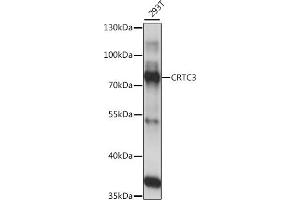 Western blot analysis of extracts of 293T cells, using CRTC3 antibody (ABIN7266522) at 1:1000 dilution. (CRTC3 anticorps  (AA 1-260))