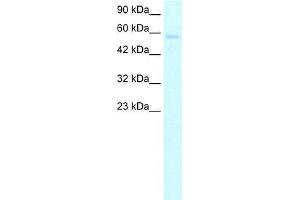 Human HepG2; WB Suggested Anti-TRIM10 Antibody Titration: 5. (TRIM10 anticorps  (C-Term))