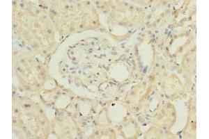 Immunohistochemistry of paraffin-embedded human kidney tissue using ABIN7168469 at dilution of 1:100 (RUSC1 anticorps  (AA 231-433))