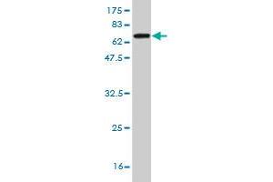 Western Blot detection against Immunogen (63.