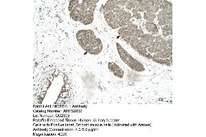 Human urinary bladder (MORF4L1 anticorps  (Middle Region))