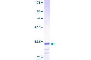 Image no. 1 for ATP Synthase, H+ Transporting, Mitochondrial F1 Complex, epsilon Subunit (ATP5E) (AA 1-51) protein (GST tag) (ABIN1346056)