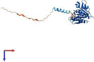AlphaFold protein structure predicition of Human Recombinant ABHD14A Protein, UniprotID Q9BUJ0