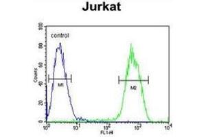 Flow cytometric analysis of Jurkat cells (right histogram) compared to a negative control cell (left histogram) using PCDHGC3  Antibody , followed by FITC-conjugated goat-anti-rabbit secondary antibodies. (Protocadherin gamma Subfamily C, 3 (PCDHGC3) (AA 518-547), (Middle Region) anticorps)