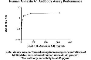 Image no. 1 for anti-Annexin A1 (ANXA1) (AA 1-346) antibody (ABIN5564951) (Annexin a1 anticorps  (AA 1-346))