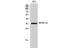 Western Blotting (WB) image for anti-Melanoma Antigen Family A, 5 (MAGEA5) (Internal Region) antibody (ABIN3185440) (MAGEA5 anticorps  (Internal Region))