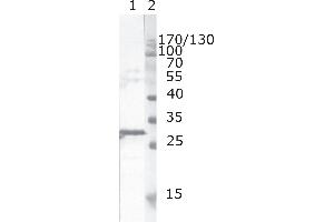 anti-HIV-1 Nef (AA 163-173) antibody