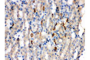 Anti- Kininogen 1 Picoband antibody, IHC(P) IHC(P): Mouse Kidney Tissue (KNG1 anticorps  (Middle Region))