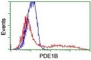 HEK293T cells transfected with either RC206588 overexpress plasmid (Red) or empty vector control plasmid (Blue) were immunostained by anti-PDE1B antibody (ABIN2454888), and then analyzed by flow cytometry. (PDE1B anticorps)