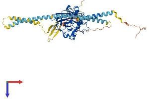 AlphaFold protein structure predicition of Human Recombinant FIBCD1 Protein, UniprotID Q8N539