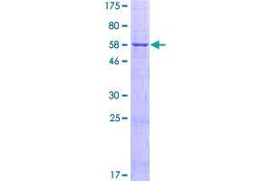 Image no. 1 for Poly (ADP-Ribose) Polymerase Family, Member 16 (PARP16) (AA 1-323) protein (GST tag) (ABIN1314028)