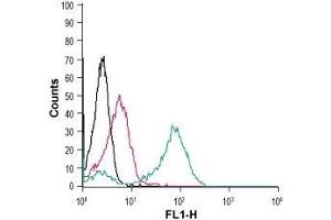 Cell surface detection of CD97/ADGRE5 in live intact human THP-1 monocytic leukemia cells: (black line) Cells. (ADGRE5 (AA 499-512), (Extracellular) anticorps)