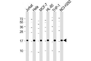 All lanes : Anti-RPS17 Antibody (Center) at 1:2000 dilution Lane 1: Jurkat whole cell lysate Lane 2: Hela whole cell lysate Lane 3: MCF-7 whole cell lysate Lane 4: HL-60 whole cell lysate Lane 5: THP-1 whole cell lysate Lane 6: NCI- whole cell lysate Lysates/proteins at 20 μg per lane. (RPS17 anticorps  (AA 55-87))