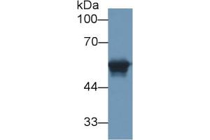 Mouse Capture antibody from the kit in WB with Positive Control: Human serum. (CEACAM1 Kit ELISA)