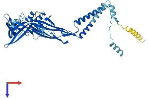 AlphaFold protein structure predicition of Human Recombinant P2RX1 Protein, UniprotID P51575