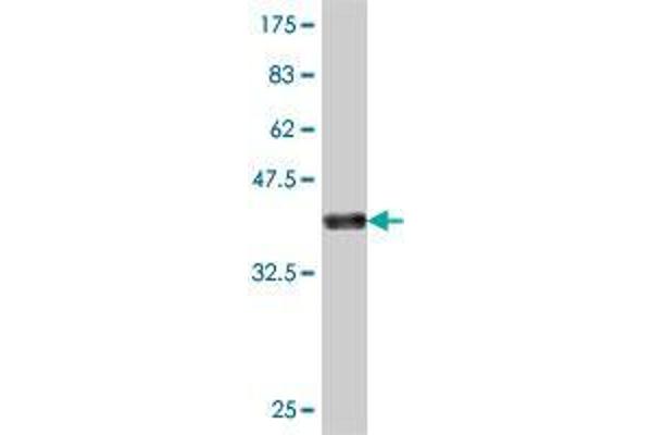 NDST4 antibody  (AA 122-214)