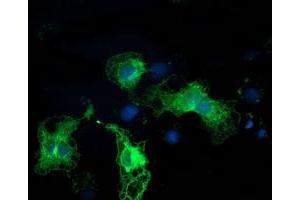 Immunofluorescence (IF) image for anti-Protein Kinase C, epsilon (PRKCE) antibody (ABIN1500232)