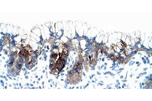 Human Stomach; PMF1 antibody - middle region in Human Stomach cells using Immunohistochemistry (PMF1 anticorps  (Middle Region))
