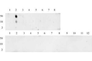 Histone H3 monomethyl Lys4 antibody (mAb) tested by dot blot analysis. (Histone 3 anticorps  (H3K4me))