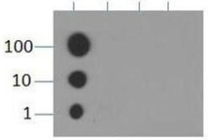 Dot Blot of Rabbit Histone H3 [Monomethyl Lys9] Antibody.