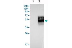 Western blot analysis of Lane 1: Negative control (vector only transfected HEK293T lysate), Lane 2: Over-expression Lysate (Co-expressed with a C-terminal myc-DDK tag (~3. (IFNGR2 anticorps)