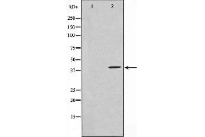 Western blot analysis on NIH-3T3 cell lysate using HEXIM1 Antibody,The lane on the left is treated with the antigen-specific peptide. (HEXIM1 anticorps)