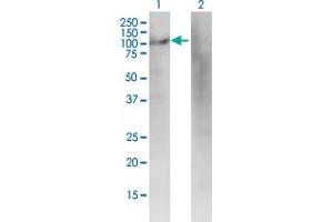 Western Blot analysis of DIAPH3 expression in transfected 293T cell line by DIAPH3 monoclonal antibody (M01), clone 4D5. (DIAPH3 anticorps  (AA 632-729))
