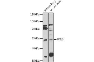 Western blot analysis of extracts of various cell lines, using EDIL3 antibody (ABIN7266904) at 1:1000 dilution.