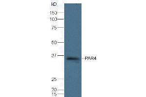 Mouse spleen lysate probed with Rabbit Anti-PAR4 Polyclonal Antibody (ABIN1385670) at 1:300 overnight in 4 °C. (F2RL3 anticorps)