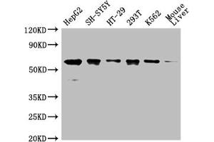 Western Blot Positive WB detected in: HepG2 whole cell lysate,SH-SY5Y whole cell lysate,HT-29 whole cell lysate,293T whole cell lysate,K562 whole cell lysate,Mouse liver tissue All lanes: ERVFRD-1 antibody at 1:2000 Secondary Goat polyclonal to rabbit IgG at 1/50000 dilution Predicted band size: 60 kDa Observed band size: 60 kDa (HERV-FRD Provirus Ancestral Env Polyprotein (Herv-frd) (AA 33-315) anticorps)