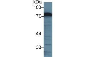 Detection of TF in Mouse Liver lysate using Polyclonal Antibody to Transferrin (TF) (Transferrin anticorps  (AA 22-176))
