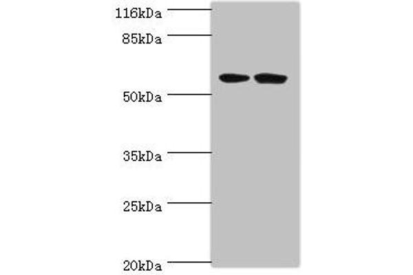 DCAF4 Antikörper  (AA 1-495)