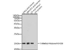 Western blot analysis of extracts of various cell lines, using TriMethyl-Histone H3-K36 antibody (ABIN7267699) at 1:1000 dilution.