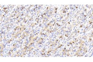 Detection of GHRL in Human Stomach Tissue using Polyclonal Antibody to Ghrelin (GHRL) (Ghrelin anticorps  (AA 25-117))