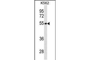 Western blot analysis in K562 cell line lysates (35ug/lane). (TES anticorps  (N-Term))