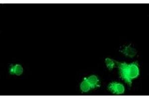 Anti-NPTN mouse monoclonal antibody (ABIN2455629) immunofluorescent staining of COS7 cells transiently transfected by pCMV6-ENTRY NPTN (RC210326). (NPTN anticorps)