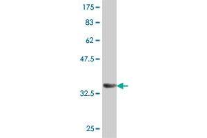 Western Blot detection against Immunogen (36.