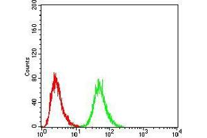 Flow cytometric analysis of Hela cells using DDX3X mouse mAb (green) and negative control (red).