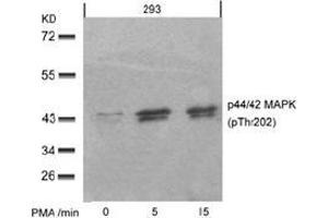 Image no. 2 for anti-Mitogen-Activated Protein Kinase 1/3 (MAPK1/3) (pThr185), (pTyr202) antibody (ABIN196998)