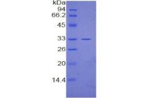 SDS-PAGE of Protein Standard from the Kit (Highly purified E. (ERK2 Kit ELISA)