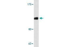 Western blot analysis of 293 cell lysate with COL1A2 polyclonal antibody . (COL1A2 anticorps)