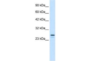 Western Blotting (WB) image for anti-Ring Finger Protein 2 (RNF2) antibody (ABIN2460908) (RNF2 anticorps)