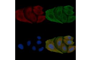 ABIN6257437 and ABIN6275374 staining Hela cells by IF/ICC. (KCNK4 anticorps  (C-Term))