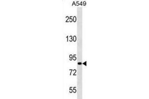 Western Blotting (WB) image for anti-PAS Domain Containing 1 (PASD1) antibody (ABIN3000892)